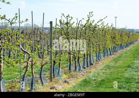 Wurzen, Deutschland. April 2020. Jetzt im Frühjahr beginnen viele Apfelbäume wieder zu keimen. Wie hier im Bereich der Firma Obsthof Wurzen GmbH Quelle: Nico Schimmelpfennig/dpa-Zentralbild/ZB/dpa/Alamy Live News Stockfoto