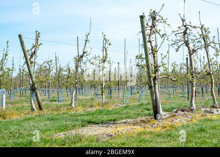 Wurzen, Deutschland. April 2020. Jetzt im Frühjahr beginnen viele Apfelbäume wieder zu keimen. Wie hier im Bereich der Firma Obsthof Wurzen GmbH Quelle: Nico Schimmelpfennig/dpa-Zentralbild/ZB/dpa/Alamy Live News Stockfoto