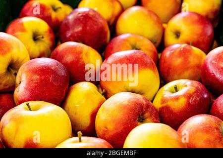 Wurzen, Deutschland. April 2020. Gala (Malus domestica), sind Pome Früchte, die auf dem Baum reifen. Es gibt etwa 40 bis 50 Sorten. Vom süßen Apfel zum sauren Apfel. Quelle: Nico Schimmelpfennig/dpa-Zentralbild/ZB/dpa/Alamy Live News Stockfoto