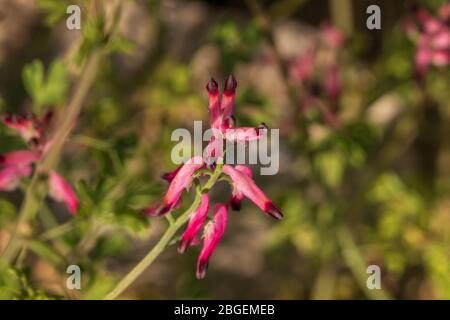 Fumaria sp. Fumitive Pflanze in Blume Stockfoto