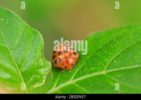 Eine Art Insekten namens Kartoffelladybird auf dem grünen Blatt Stockfoto