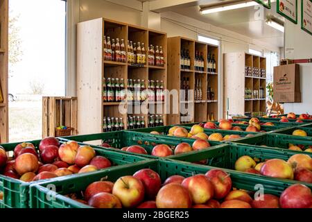 Wurzen, Deutschland. April 2020. Äpfel (Malus), sind Pfomenfrüchte, die auf dem Baum reifen. Es gibt etwa 40 bis 50 Sorten. Vom süßen Apfel zum sauren Apfel. Quelle: Nico Schimmelpfennig/dpa-Zentralbild/ZB/dpa/Alamy Live News Stockfoto