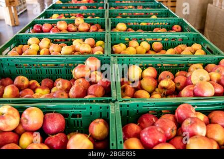 Wurzen, Deutschland. April 2020. Äpfel (Malus), sind Pfomenfrüchte, die auf dem Baum reifen. Es gibt etwa 40 bis 50 Sorten. Vom süßen Apfel zum sauren Apfel. Quelle: Nico Schimmelpfennig/dpa-Zentralbild/ZB/dpa/Alamy Live News Stockfoto