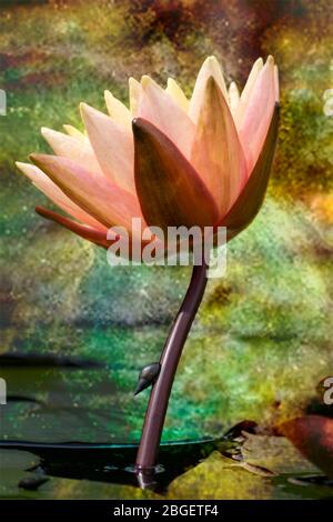 Studie von pfirsichfarbenem Wasser Lilie mit einer Schnecke auf dem Stamm Stockfoto