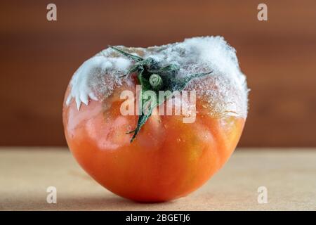 Verfaulte Tomate mit Schimmel und Pilzzupfung auf dunklem Hintergrund. Stockfoto