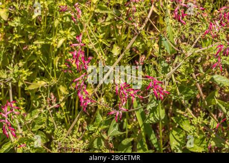 Fumaria sp. Fumitive Pflanze in Blume Stockfoto