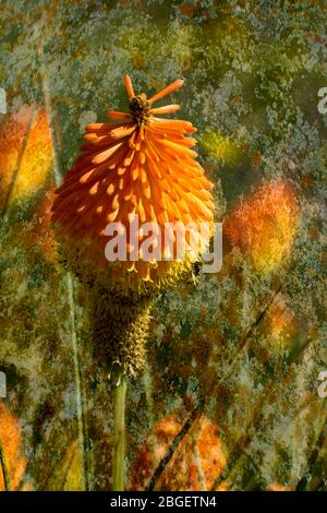 Die Red Hot Poker Blume, die große Exemplare von gelb bis rot und grün produziert. In Afrika beheimatet Stockfoto