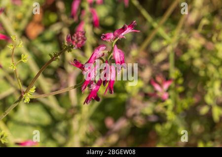 Fumaria sp. Fumitive Pflanze in Blume Stockfoto