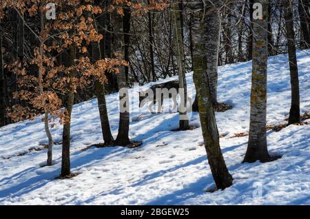 Italienischer Wolf (Canis lupus italicus) im Wildlife Centre 'Uomini e lupi' von Entracque, Maritime Alps Park (Piemont, Italien) Stockfoto