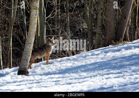 Italienischer Wolf (Canis lupus italicus) im Wildlife Center 'Uomini e lupi' von Entracque, Maritime Alps Park (Piemont, Italien) Stockfoto