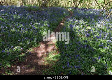 Ein Teil der Blaubellen im Wald in Leighton Buzzard Bedfordshire, Großbritannien Stockfoto