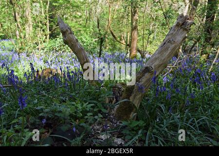 Ein Teil der Blaubellen im Wald in Leighton Buzzard Bedfordshire, Großbritannien Stockfoto