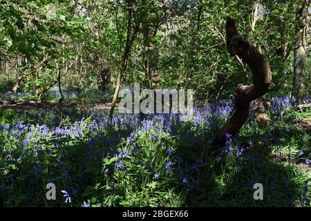 Ein Teil der Blaubellen im Wald in Leighton Buzzard Bedfordshire, Großbritannien Stockfoto
