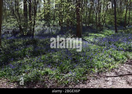 Ein Teil der Blaubellen im Wald in Leighton Buzzard Bedfordshire, Großbritannien Stockfoto