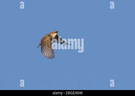 Sedge Warbler (Acrocephalus schoenobaenus) im Schauspiel Stockfoto
