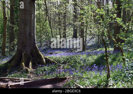 Ein Teil der Blaubellen im Wald in Leighton Buzzard Bedfordshire, Großbritannien Stockfoto