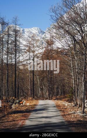 Bergstraße durch das Massiv des Monte Rosa (Piemont, Italien) zwischen den verzogenen Bäumen, ging am Ende des Winters bei Sonnenaufgang Stockfoto