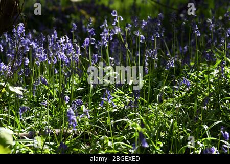 Ein Teil der Blaubellen im Wald in Leighton Buzzard Bedfordshire, Großbritannien Stockfoto