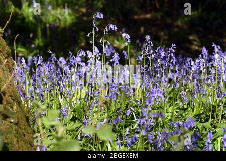 Ein Teil der Blaubellen im Wald in Leighton Buzzard Bedfordshire, Großbritannien Stockfoto