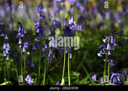 Ein Teil der Blaubellen im Wald in Leighton Buzzard Bedfordshire, Großbritannien Stockfoto