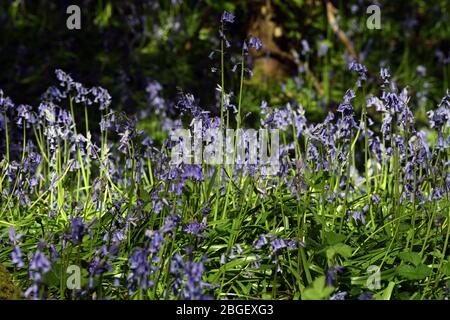 Ein Teil der Blaubellen im Wald in Leighton Buzzard Bedfordshire, Großbritannien Stockfoto
