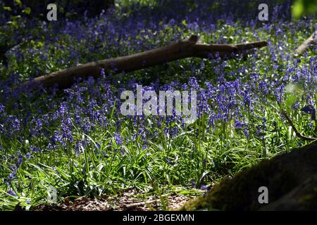 Ein Teil der Blaubellen im Wald in Leighton Buzzard Bedfordshire, Großbritannien Stockfoto