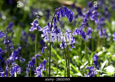 Ein Teil der Blaubellen im Wald in Leighton Buzzard Bedfordshire, Großbritannien Stockfoto