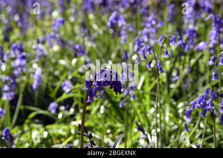 Ein Teil der Blaubellen im Wald in Leighton Buzzard Bedfordshire, Großbritannien Stockfoto