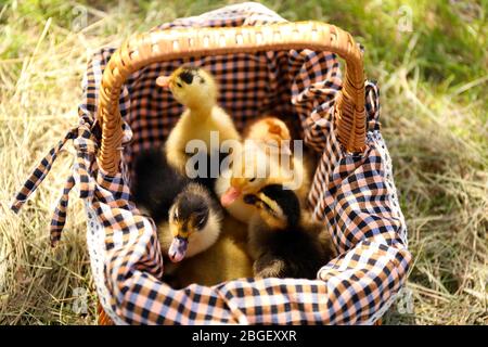 Niedliche Entlein zusammen im Korb Stockfoto