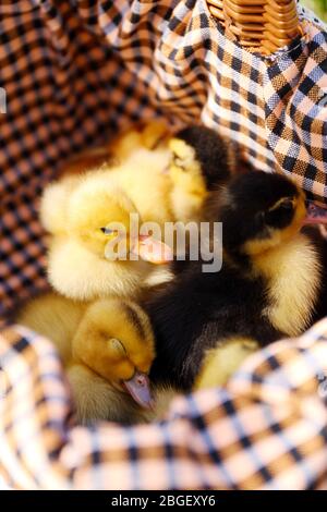 Niedliche Entlein zusammen im Korb Stockfoto