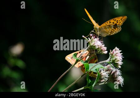 Orangefarbener Schmetterling auf einer Blume, silbergewaschenen Fritillary (argynnis paphia) der Nymphalidae Familie Stockfoto