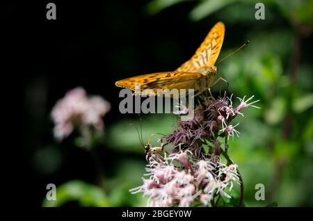 Orangefarbener Schmetterling auf einer Blume, silbergewaschenen Fritillary (argynnis paphia) der Nymphalidae Familie Stockfoto