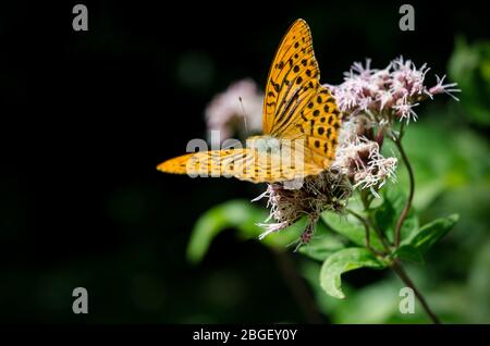 Orangefarbener Schmetterling auf einer Blume, silbergewaschenen Fritillary (argynnis paphia) der Nymphalidae Familie Stockfoto