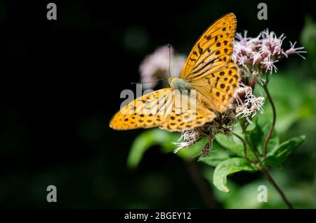 Orangefarbener Schmetterling auf einer Blume, silbergewaschenen Fritillary (argynnis paphia) der Nymphalidae Familie Stockfoto