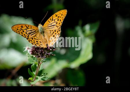 Orangefarbener Schmetterling auf einer Blume, silbergewaschenen Fritillary (argynnis paphia) der Nymphalidae Familie Stockfoto