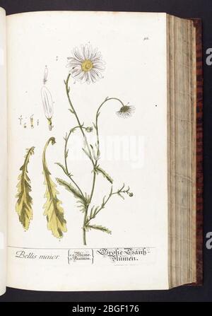 Herbarium Blackwellianum emendatum et auctum, id est, Elisabethae Blackwell collectio Steigpium (Platte 42) Stockfoto