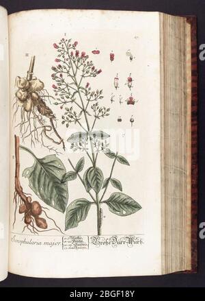 Herbarium Blackwellianum emendatum et auctum, id est, Elisabethae Blackwell collectio Steigpium (Platte 87) Stockfoto