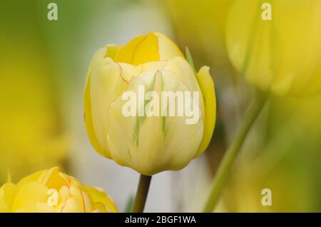 Pfirnblütige gelbe Tulpe. Tulip Double Beauty of Apeldoorn. Leuchtende Töne von gelber und goldener orangefarbener Tulpe Stockfoto