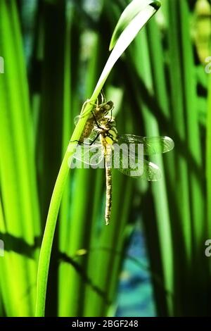 goldene Libelle, die seine Beute auf einem Seulm frisst Stockfoto