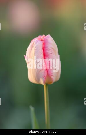 Rosa Papageien-Tulpe. Blassrosa, weißer Papageien-Tulpe. Tulip Aprikosenpapagei Stockfoto