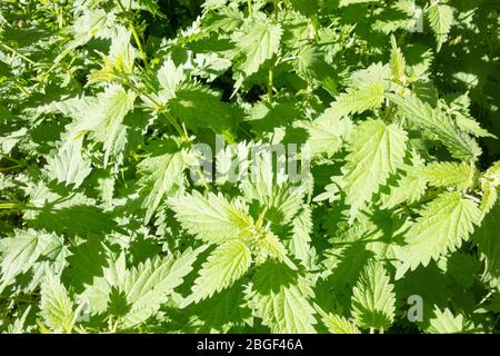 Nahaufnahme der krautigen mehrjährigen Urtica Dioica, die als Brennnessel oder Brennnessel bekannt ist Stockfoto