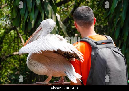 Ein Kerl nimmt ein selfie neben einem weißen Pelikan in einem grünen Park. Vogelbeobachtung. Stockfoto
