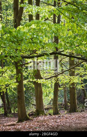 Buchenwald mit leuchtend grünen Frühlingsblättern auf Newtown Common, Burghclere, Hampshire, England, Vereinigtes Königreich, Europa Stockfoto