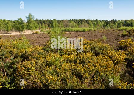 Newtown gewöhnliches Heidland mit gelbem Gorse im Morgensonnenlicht, Burghclere, Hampshire, England, Großbritannien Stockfoto