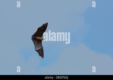 Die Seychellen-Fruchtfledermaus oder der Seychellen-Flying Fox (Pteropus seychellensis) ist ein Megabat, der auf den granitischen Inseln der Seychellen und auf der Komoro gefunden wird Stockfoto