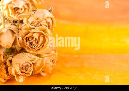 Getrocknete gelbe Rosen liegen auf gelbem Grund. Kopierbereich Stockfoto