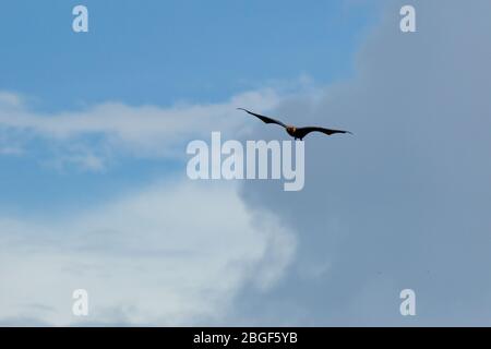 Die Seychellen-Fruchtfledermaus oder der Seychellen-Flying Fox (Pteropus seychellensis) ist ein Megabat, der auf den granitischen Inseln der Seychellen und auf der Komoro gefunden wird Stockfoto