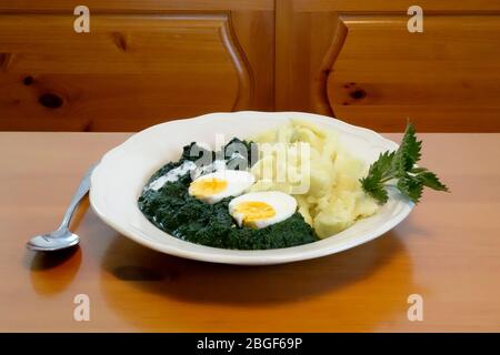 Brennnessel (Urtica dioica), im florentinischen Stil gekocht und in weißem Teller auf rustikalem Holztisch serviert. Stockfoto