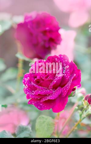 Violette Rose blüht. Violette magentafarbene Rose. Zweiviolette magentafarbene Blume Stockfoto