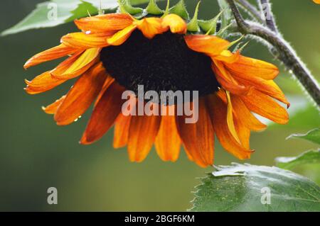 Große bekopfte orange Sonnenblume mit einem grünen Hintergrund in England Stockfoto